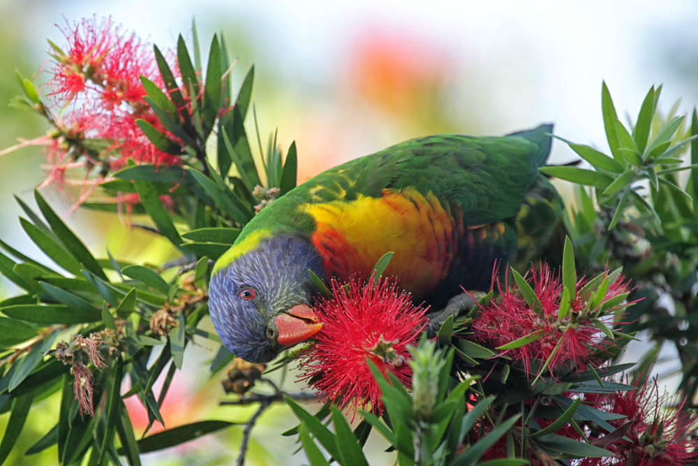 Australian bird nature