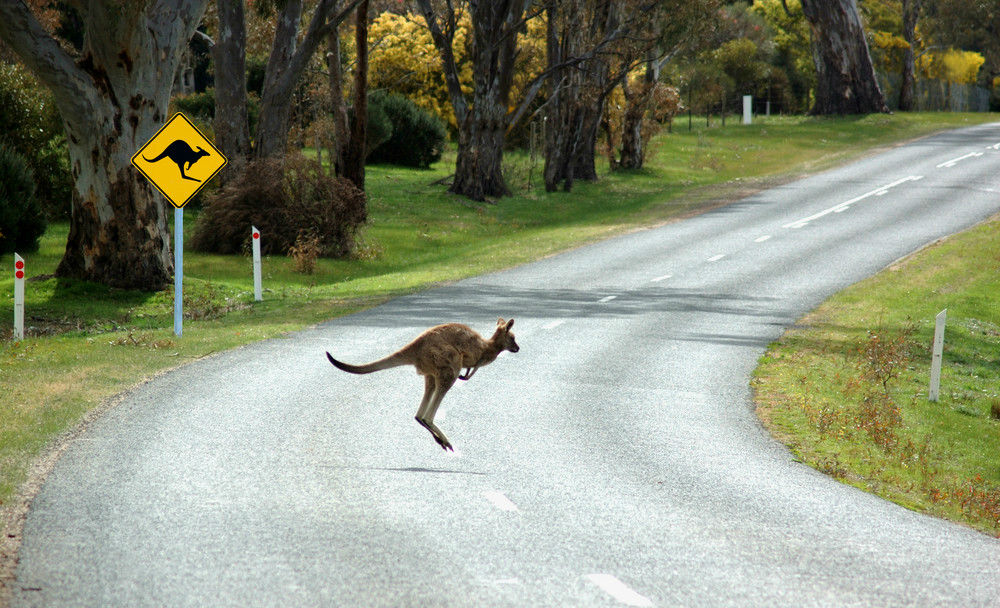 kangaroo on the road