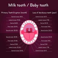 Tooth Loss Chart | Simply Dental Chatswood